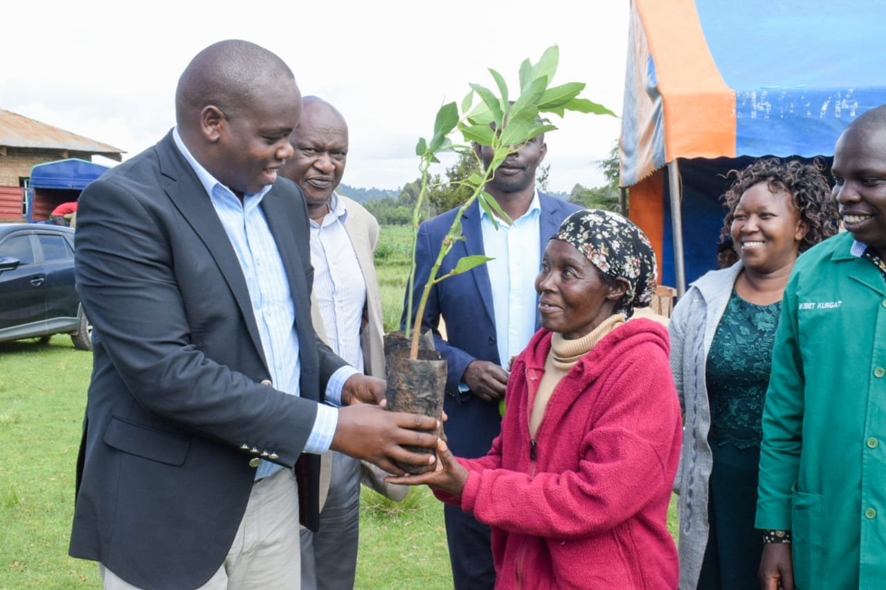 Nakuru County Launches Avocado Seedling Distribution to Boost Farming and Forest Cover
